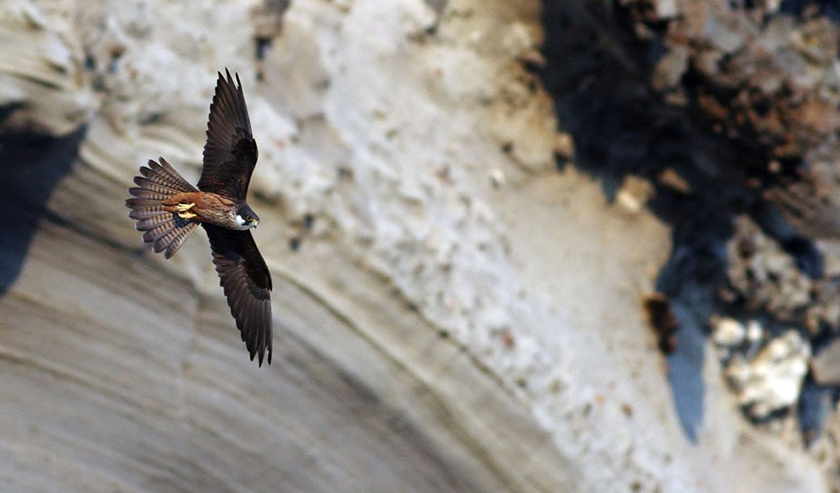 Περιβαλλοντική επίδοση Τιτάνα: εικόνα ενός μαυροπετρίτη να πετάει